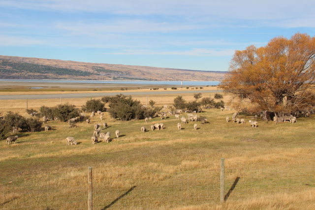 Short walks in Mount Cook National Park: Lake Pukaki and sheep