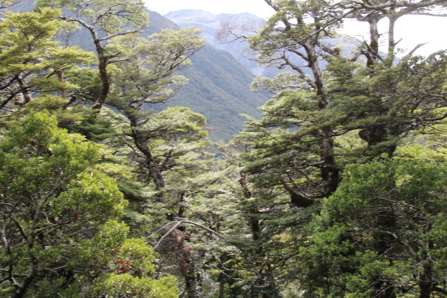 Arthur's Pass National Park Arthur's Pass National Park trees