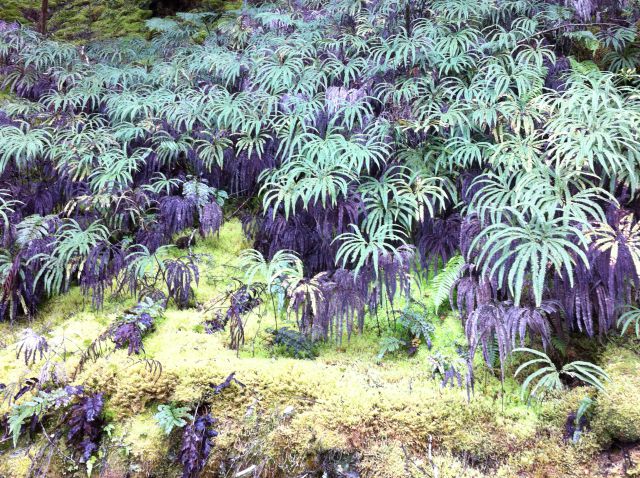 Blue Pools Walk vegetation