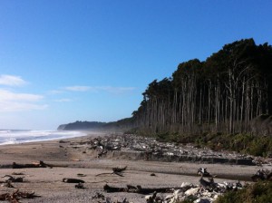 Bruce Bay and forest
