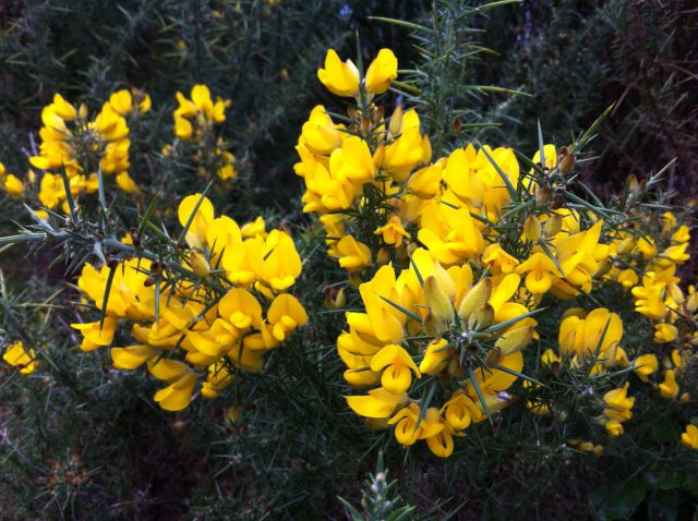 Christchurch to Greymouth flowers Christchurch to Greymouth flowers