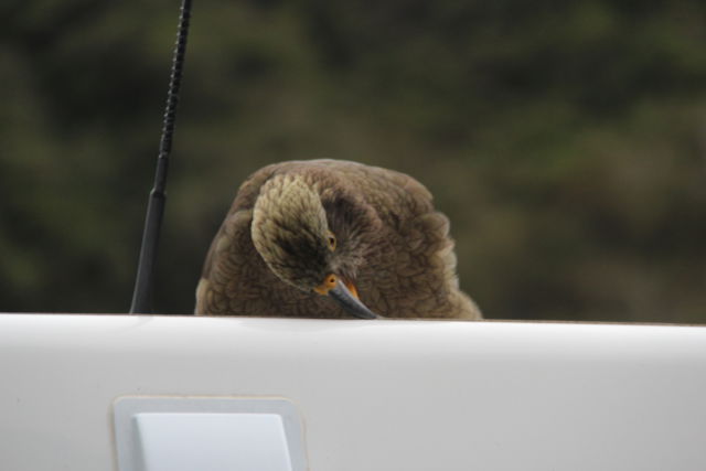 New Zealand kea Christchurch to Greymouth kea bird