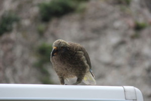 Christchurch to Greymouth kea on car roof