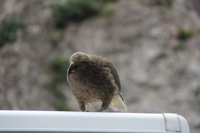 A New Zealand kea on our campervan roof Drive from Christchurch to Greymouth, kea on our campervan roof