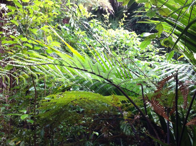 Ferns in Punakaiki rainforest