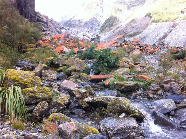 Fox Glacier walking track