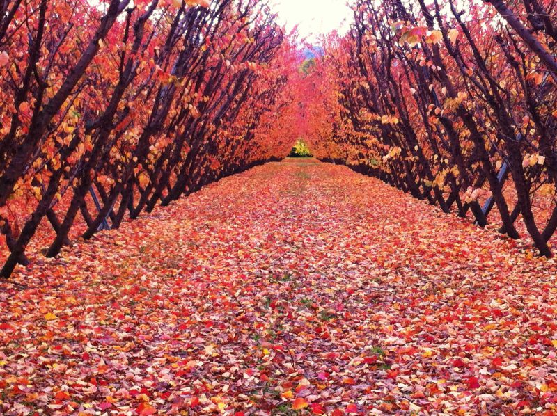 Cromwell Road fruit gardens