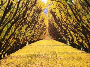 Fruit tree autumn leaves