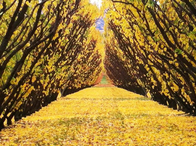 Cromwell Road from Wanaka to Queenstown: peach trees