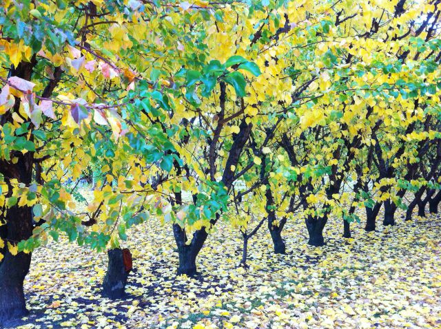 Cromwell Road fruit gardens