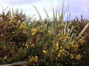 Haast beach vegetation