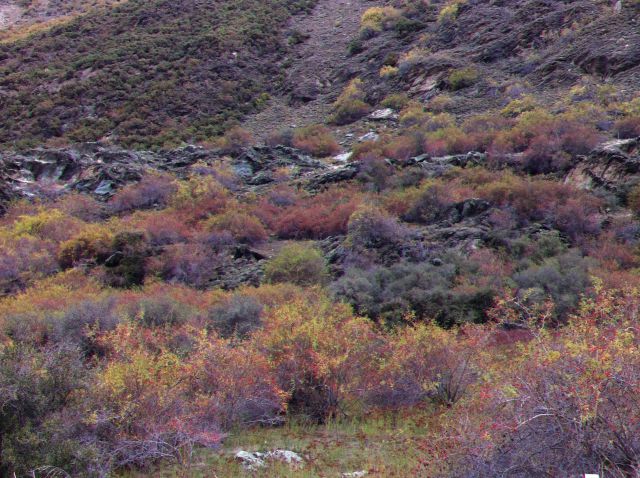 Kawarau gorge bush