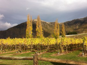 Kawarau vineyards