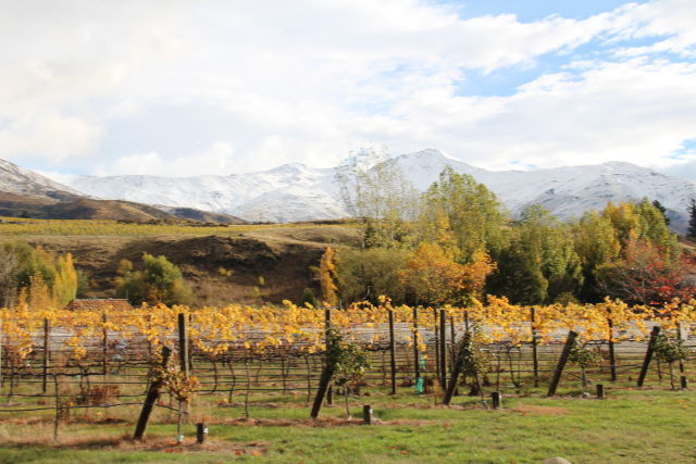 Kawarau vineyards 