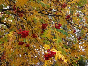 Lake Hawea autumn colours