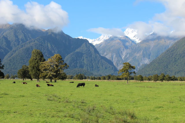 Lake Matheson cattle