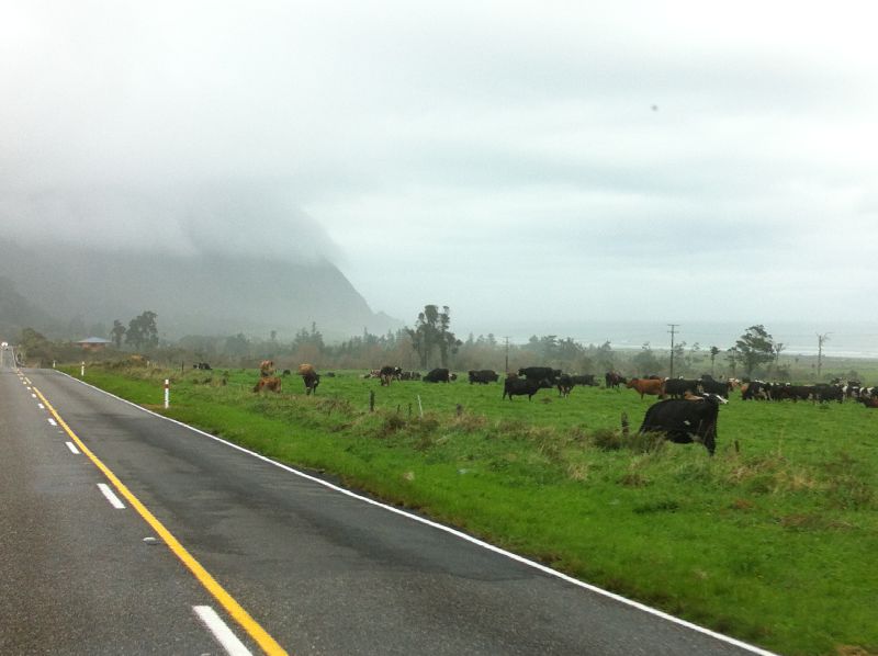 Driving in New Zealand 