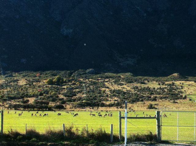 New Zealand deer, Queenstown day trips by car New Zealand deer, Queenstown day trips by car