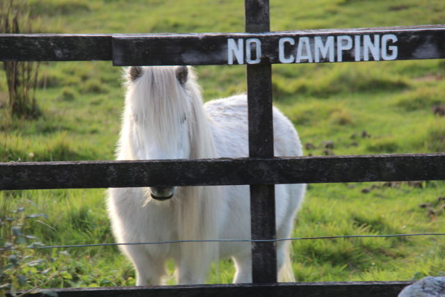 A New Zealand pony