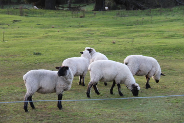 New Zealand South Island sheep