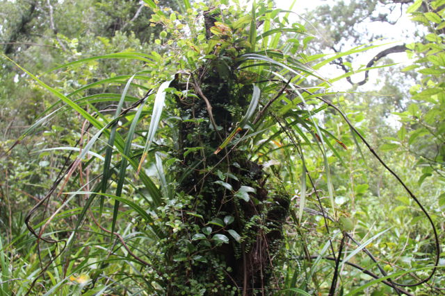 Paparoa National Park rainforest