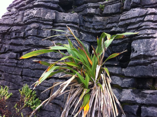 Punakaiki Pancake Rocks