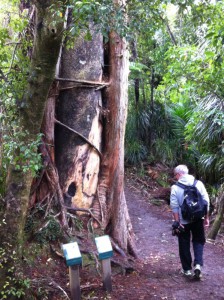 Punakaiki rainforest path