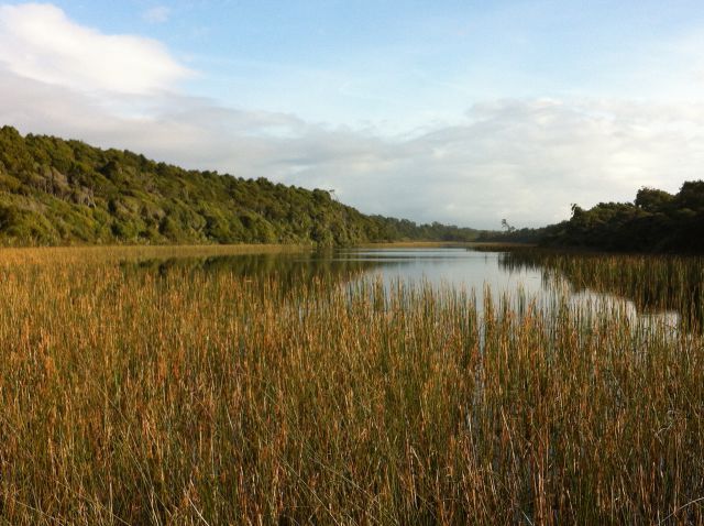 South Island West Coast bird lake