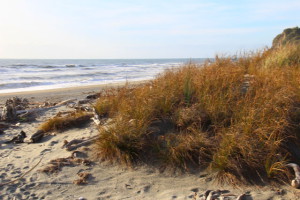 West Coast beach dunes
