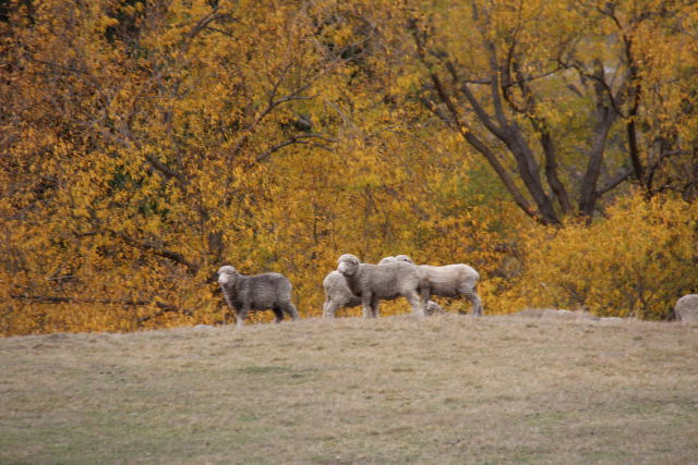 West Coast to Queenstown drive: autumn colours