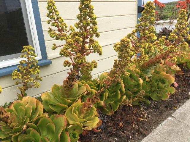 California succulents