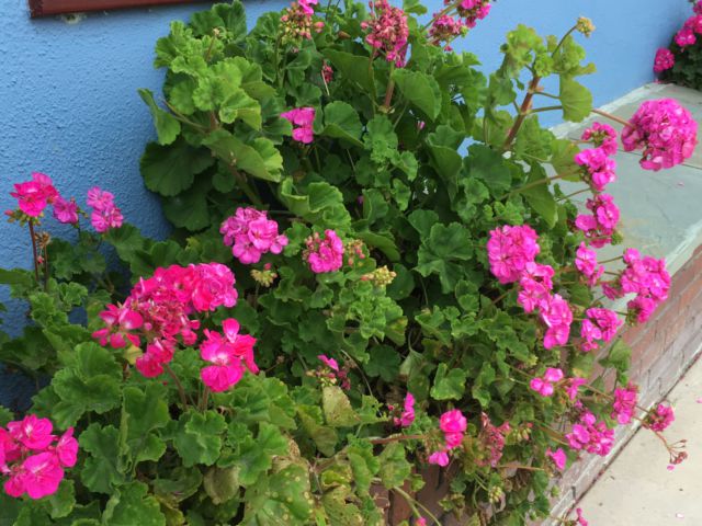 Capitola flowers
