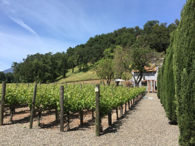 Clos Pegase Vineyards Napa Valley