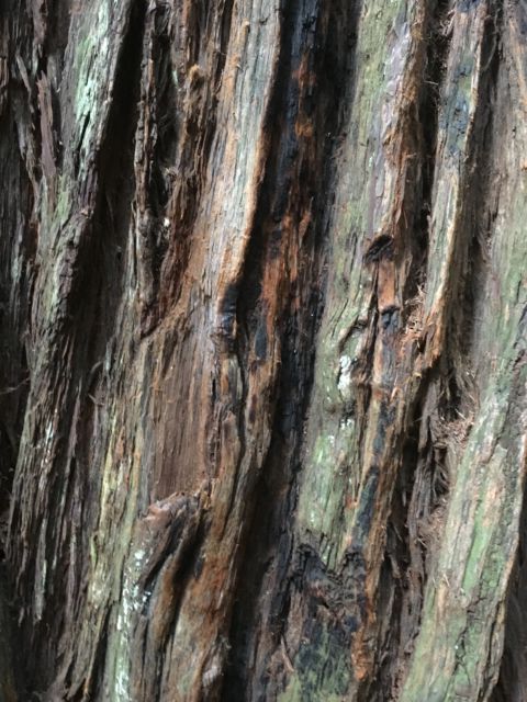 Giant redwood bark