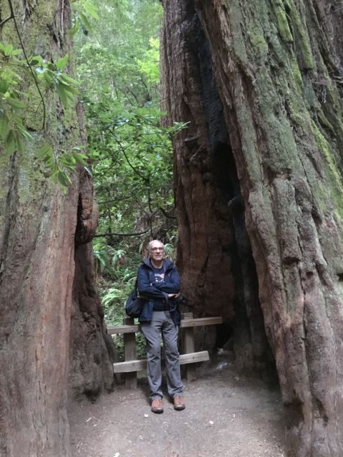 Giant redwood