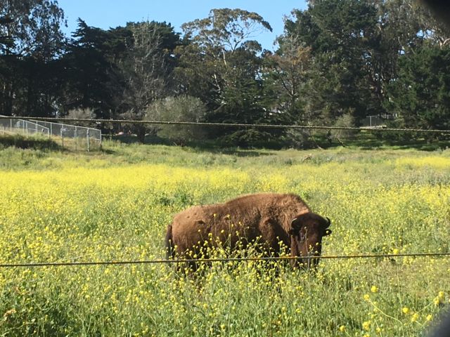 Golden Gate Park buffalo Golden Gate Park buffalo