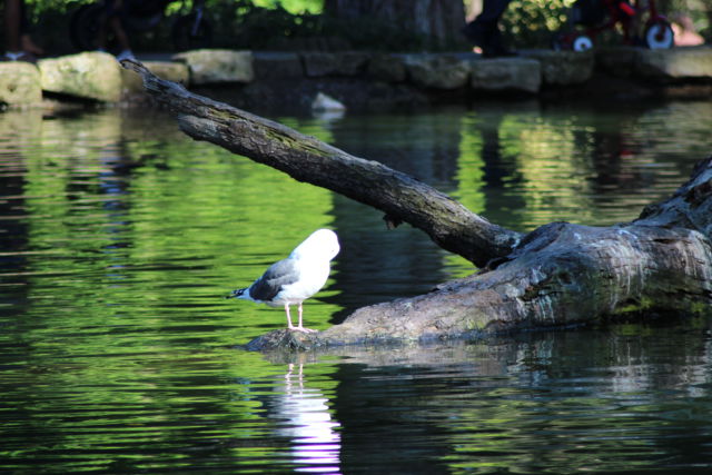 Golden Gate Park Stow Lake Golden Gate Park seagull