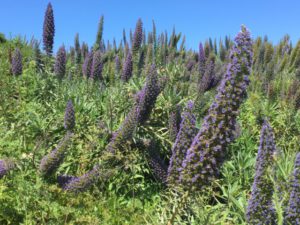 Lands End walking track flowers