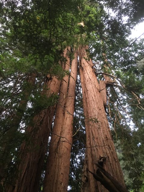 Day trip to Muir Woods redwood forest