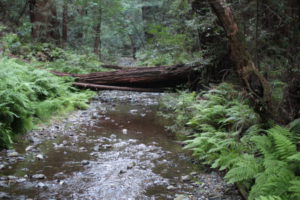 Muir Woods Redwood Creek