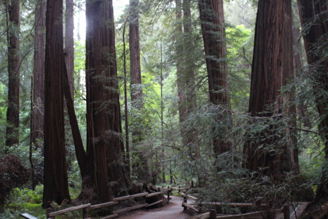 Muir Woods Redwood Creek Trail