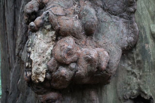 Muir Woods tree trunk