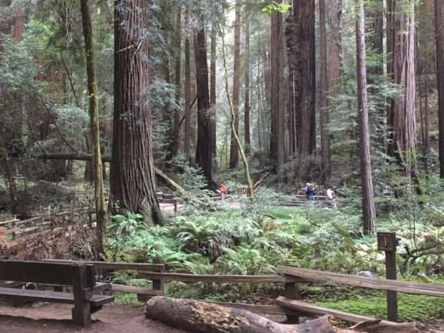 Day trip to Muir Woods redwood forest, walking track
