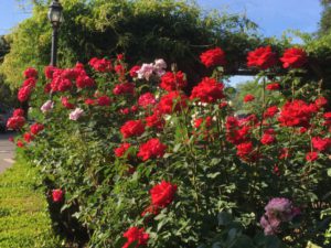 Napa Valley roses