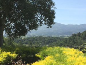 Napa Valley view