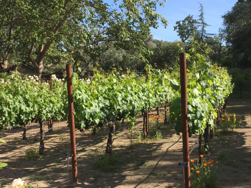 Napa Valley vineyard