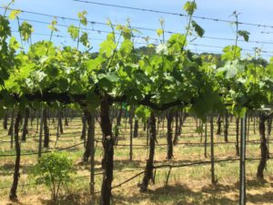 Napa Valley vineyards California