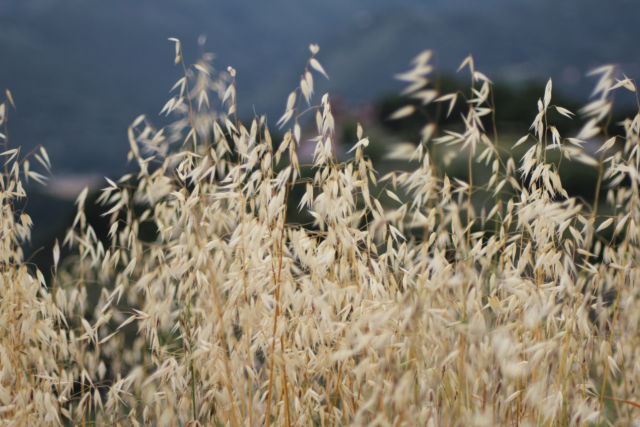 San Francisco to Monterey: Californian oat
