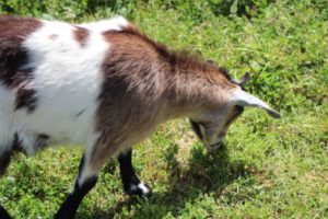 Old Faithful Geyser goat