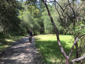 Petrified Forest walking track